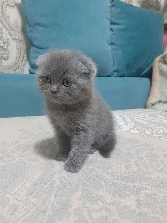 Скоттиш   фолд  мушук — 2