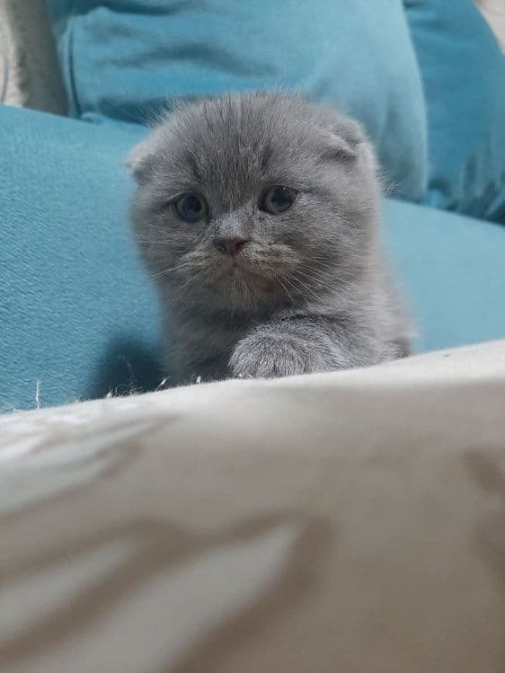 Скоттиш   фолд  мушук — 3