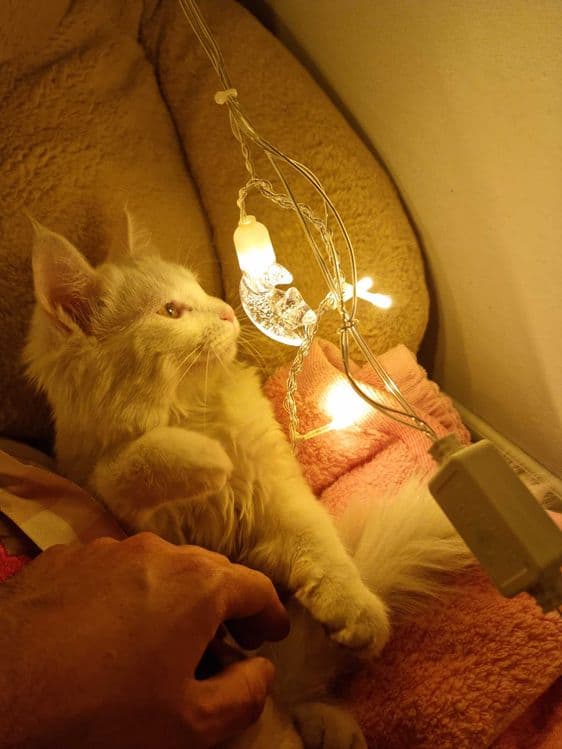 Мушук, кошка, турецский ангорка — 1