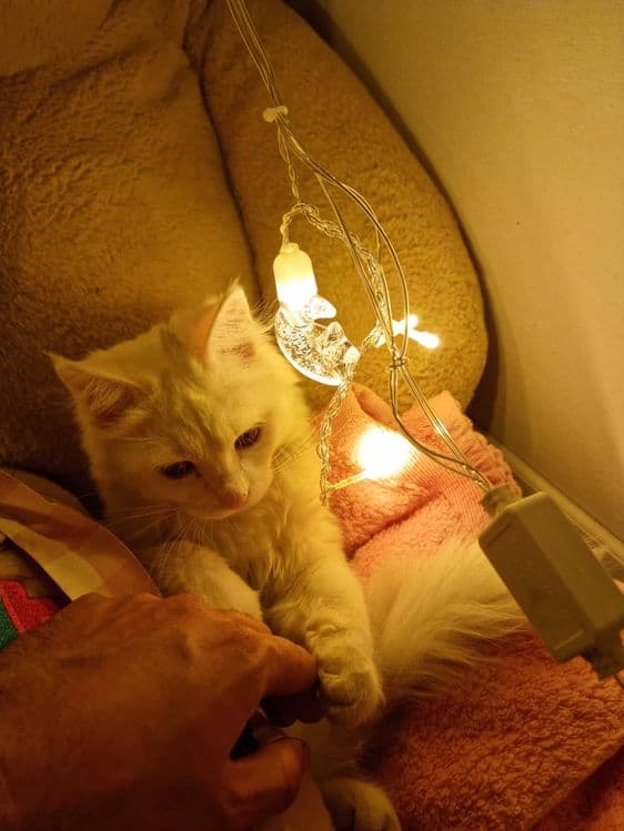 Мушук, кошка, турецский ангорка — 2
