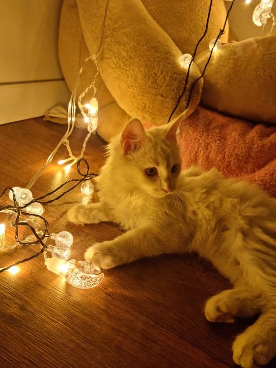 Мушук, кошка, турецский ангорка — 3