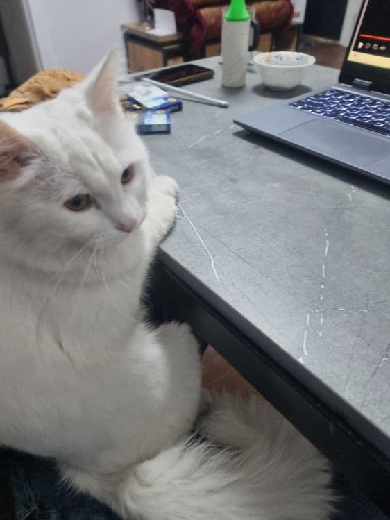 Мушук, кошка, турецский ангорка — 4
