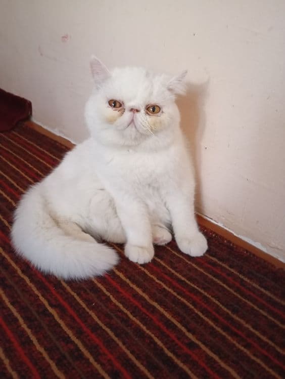 Эгзотик тоза 6ойлик Киз бола — 1