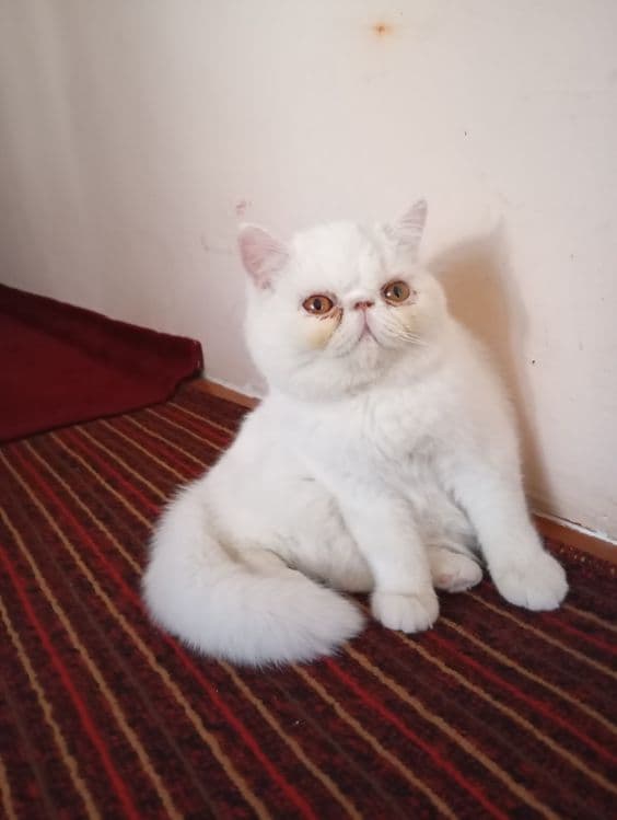 Эгзотик тоза 6ойлик Киз бола — 2