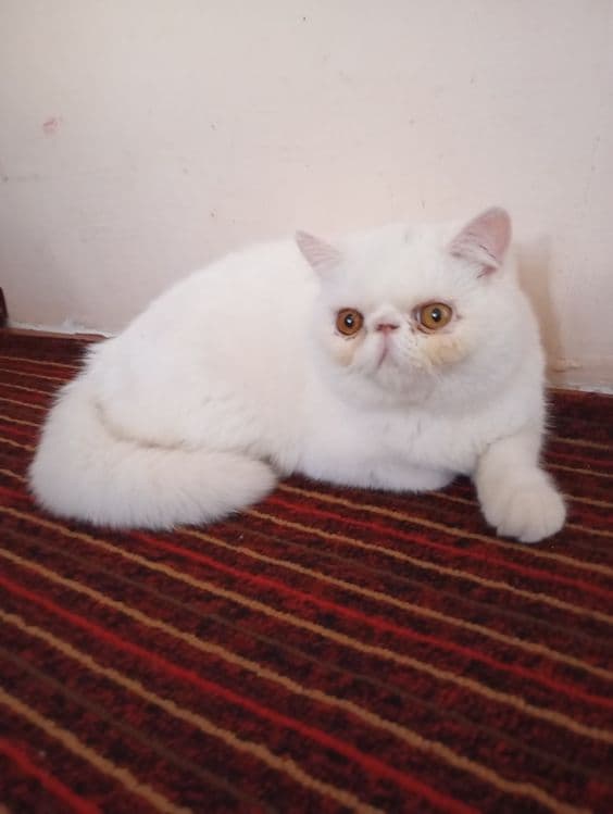Эгзотик тоза 6ойлик Киз бола — 3
