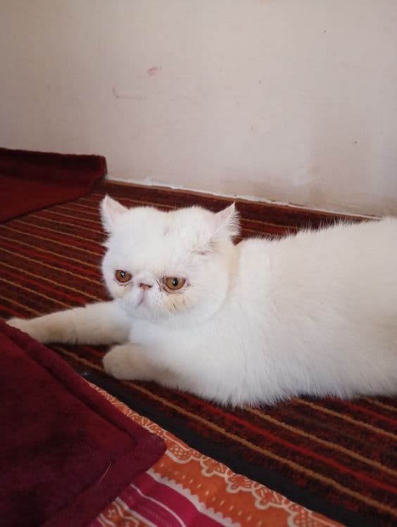 Эгзотик тоза 6ойлик Киз бола — 4