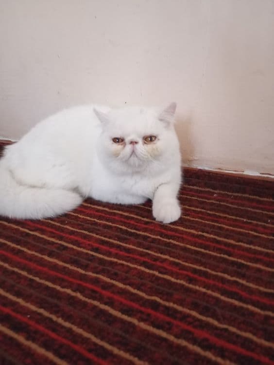 Эгзотик тоза 6ойлик Киз бола — 5