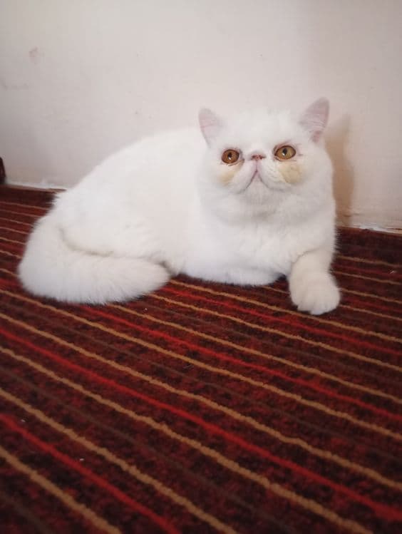 Эгзотик тоза 6ойлик Киз бола — 6