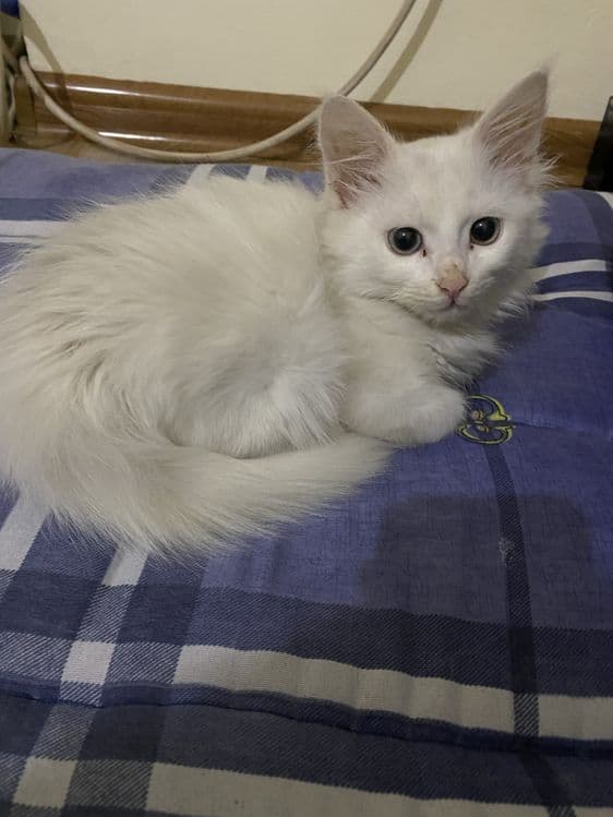 Aqlli zotdor turk angorasi — 4