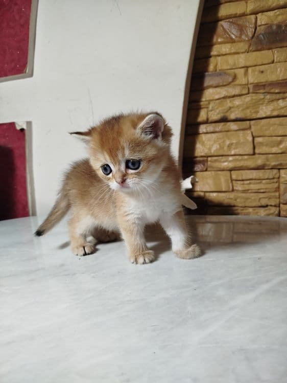 Мальчик скотиш страйт 13.04.26г — 2