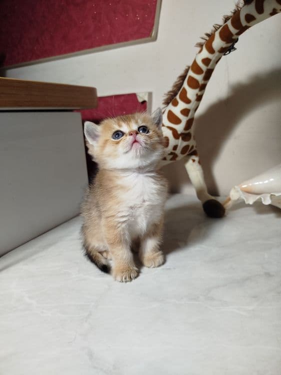 Мальчик скотиш страйт 13.04.26г — 3