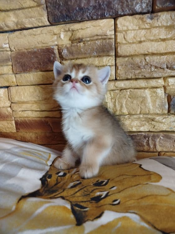 Мальчик скотиш страйт 13.04.26г — 4
