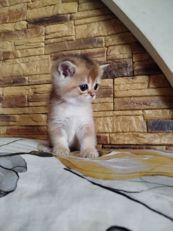 Мальчик скотиш страйт 13.04.26г — 5