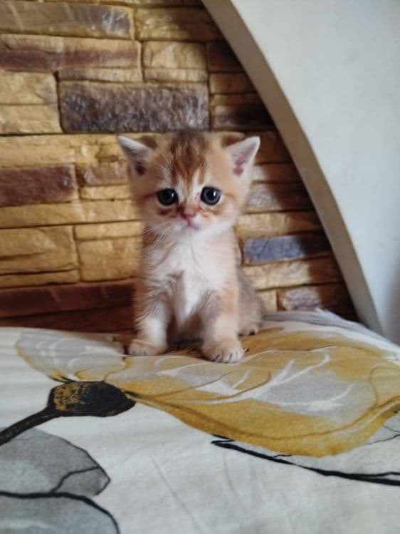 Мальчик скотиш страйт 13.04.26г — 6