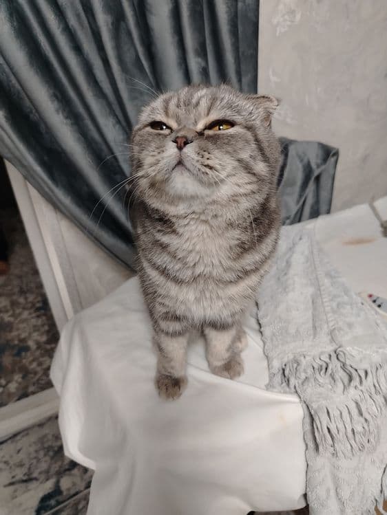 Skotch qiz bola 1 yosh — 2