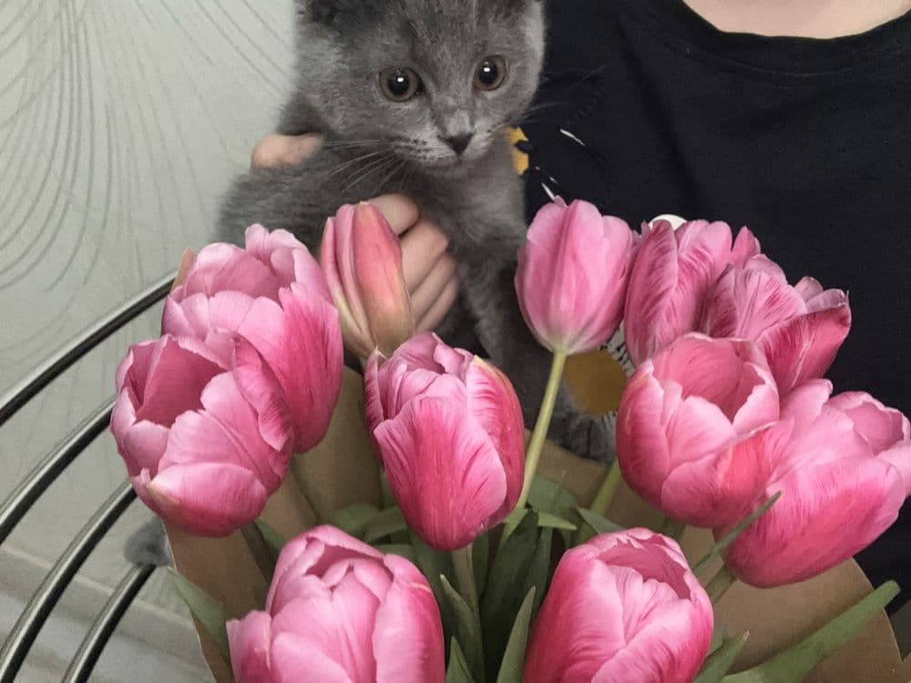 4-х месячный скотиш фолд — 1