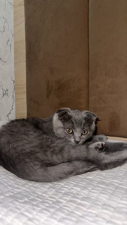 4-х месячный скотиш фолд — 4
