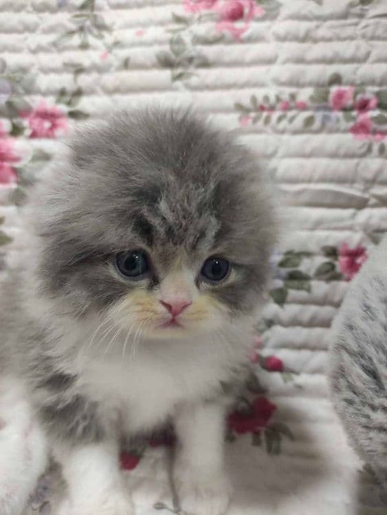 продаются котята скоттиш фолд. — 2