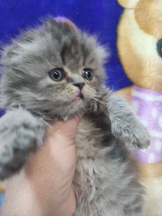 продаются котята скоттиш фолд. — 3