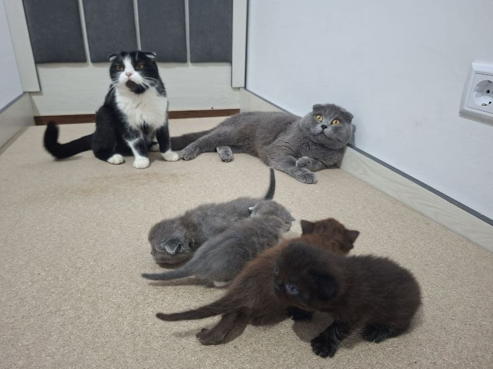 Срочно Продаётся  коты  скотиш — 2