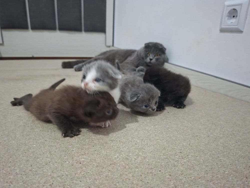 Срочно Продаётся  коты  скотиш — 3