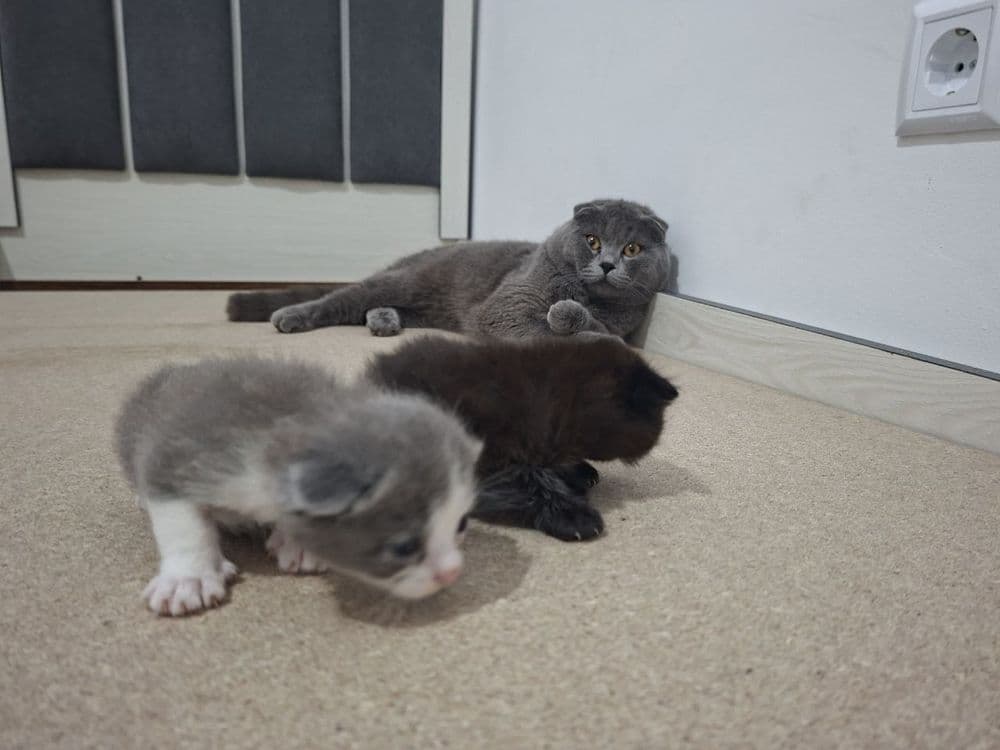 Срочно Продаётся  коты  скотиш — 4