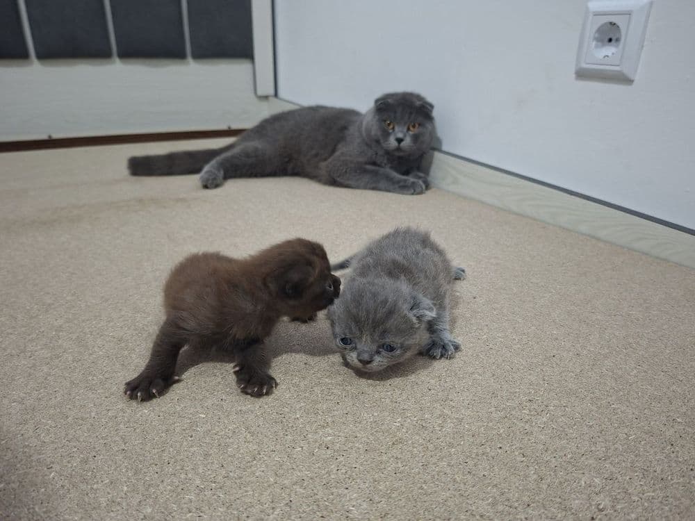 Срочно Продаётся  коты  скотиш — 5