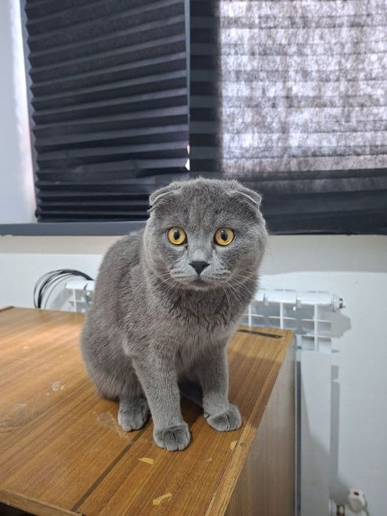 Срочно Продаётся  коты  скотиш — 6