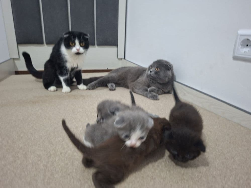 Срочно Продаётся  коты  скотиш — 7
