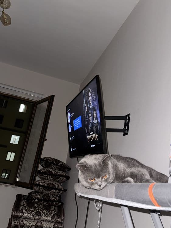 British Shorthair — 2