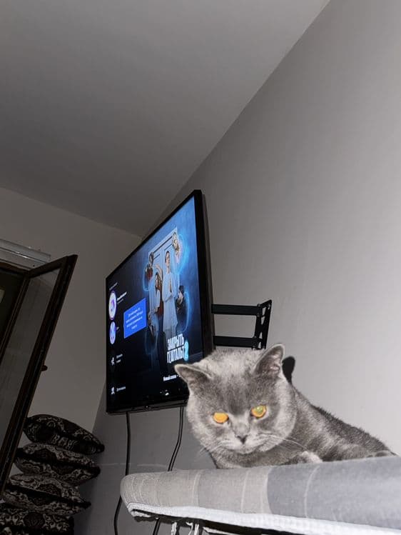 British Shorthair — 3