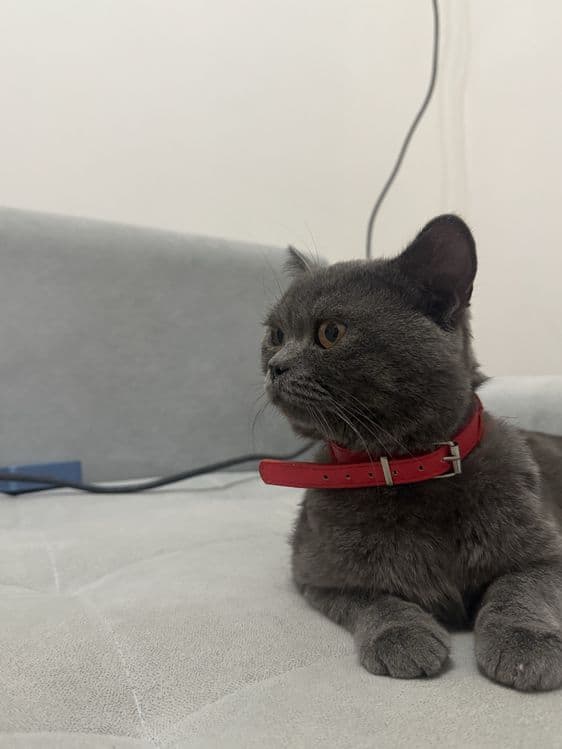 British Shorthair — 4