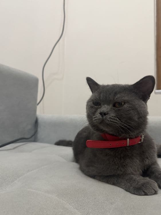 British Shorthair — 5