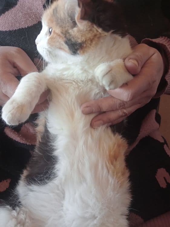 Calico uy mushugi — 1