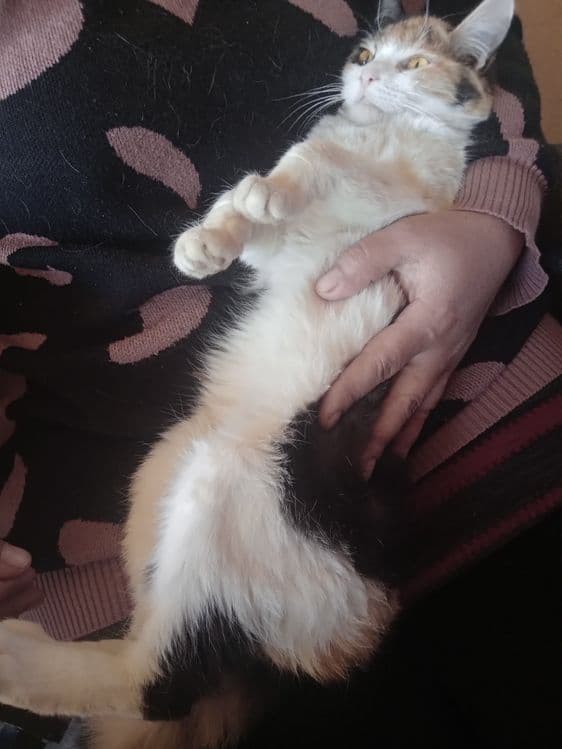 Calico uy mushugi — 2