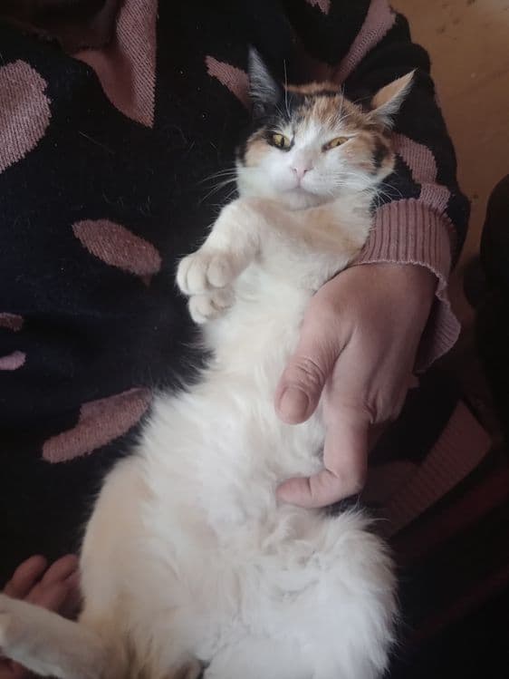 Calico uy mushugi — 3
