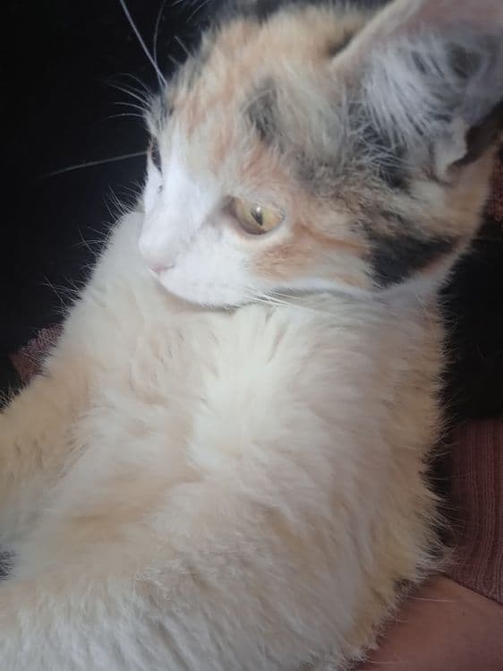 Calico uy mushugi — 4