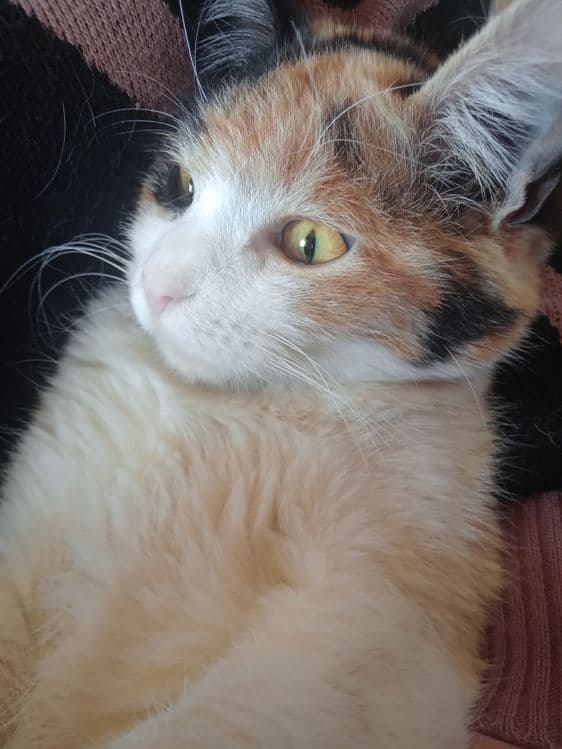 Calico uy mushugi — 5