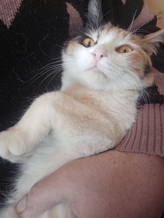 Calico uy mushugi — 6
