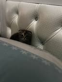 Кошка скоттиш фолд