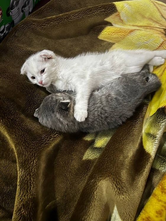 Кошка скоттиш фолд — 2