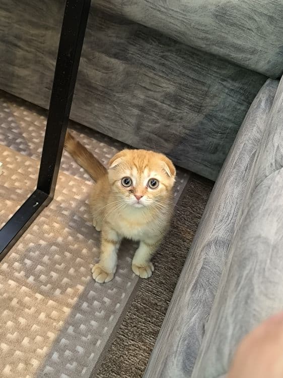 Висло ухий кот продоедся — 3