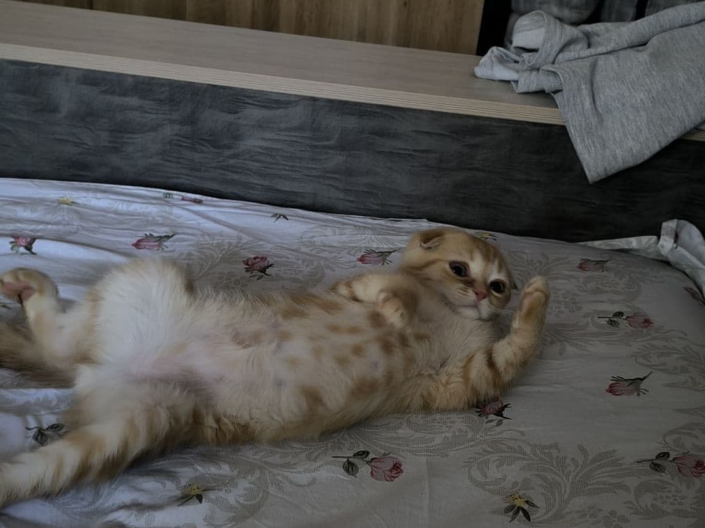 Висло ухий кот продоедся — 4