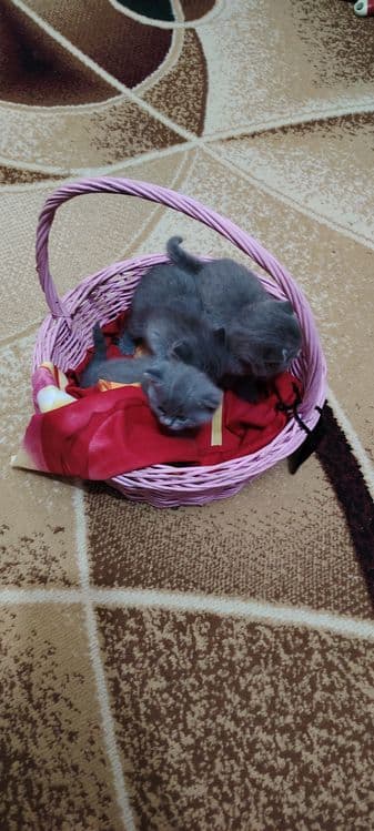 Готовятся к продаже шотландские котята Скотиш Страйк — 2