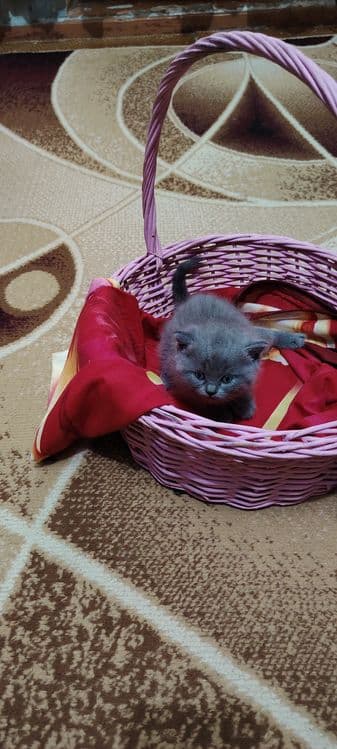 Готовятся к продаже шотландские котята Скотиш Страйк — 3