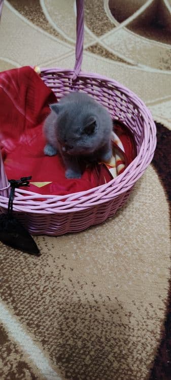 Готовятся к продаже шотландские котята Скотиш Страйк — 4