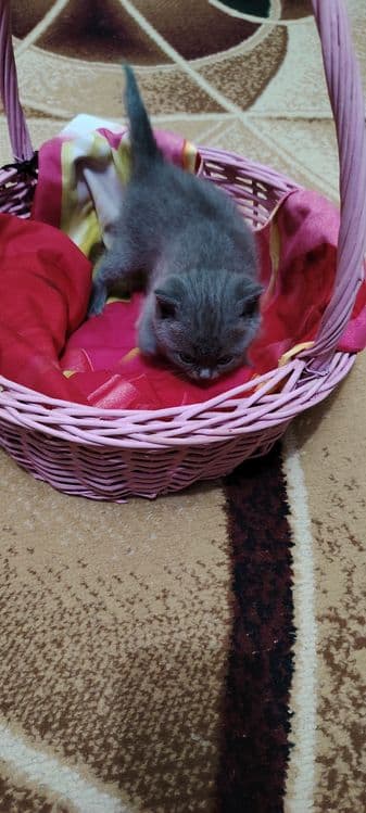 Готовятся к продаже шотландские котята Скотиш Страйк — 5