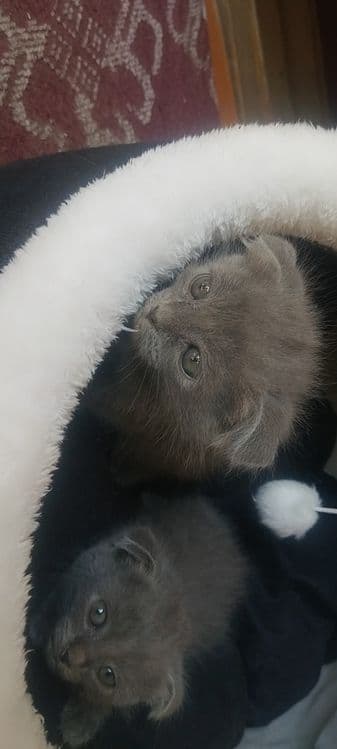 шотландский вислоухий котенок — 3