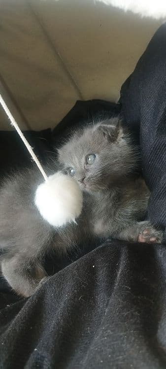 шотландский вислоухий котенок — 4