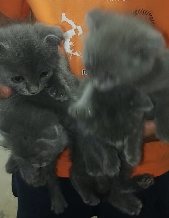 шотландский вислоухий котенок — 5